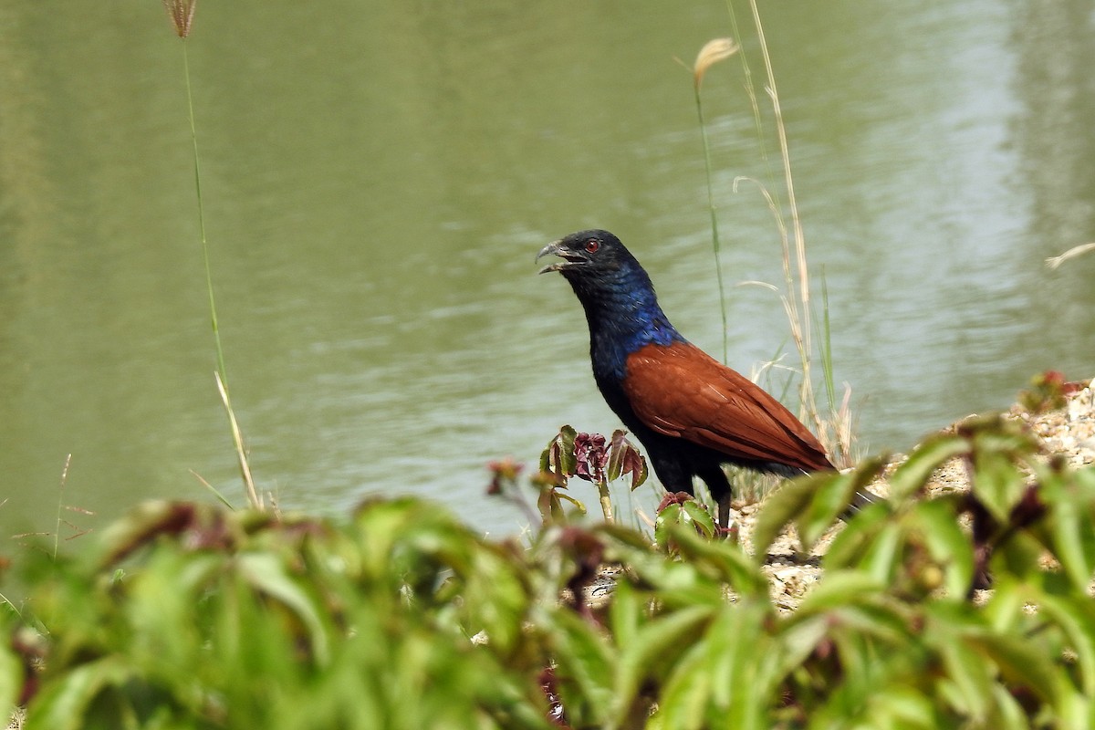 Grand Coucal - ML513178261