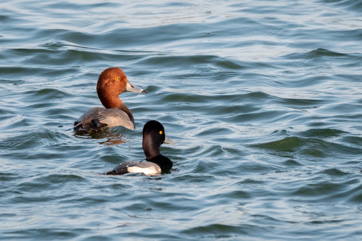 Redhead - Henrey Deese