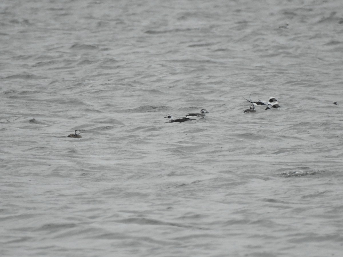 Long-tailed Duck - Vincent Glasser