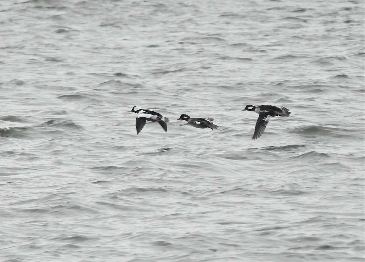 Long-tailed Duck - ML513182831