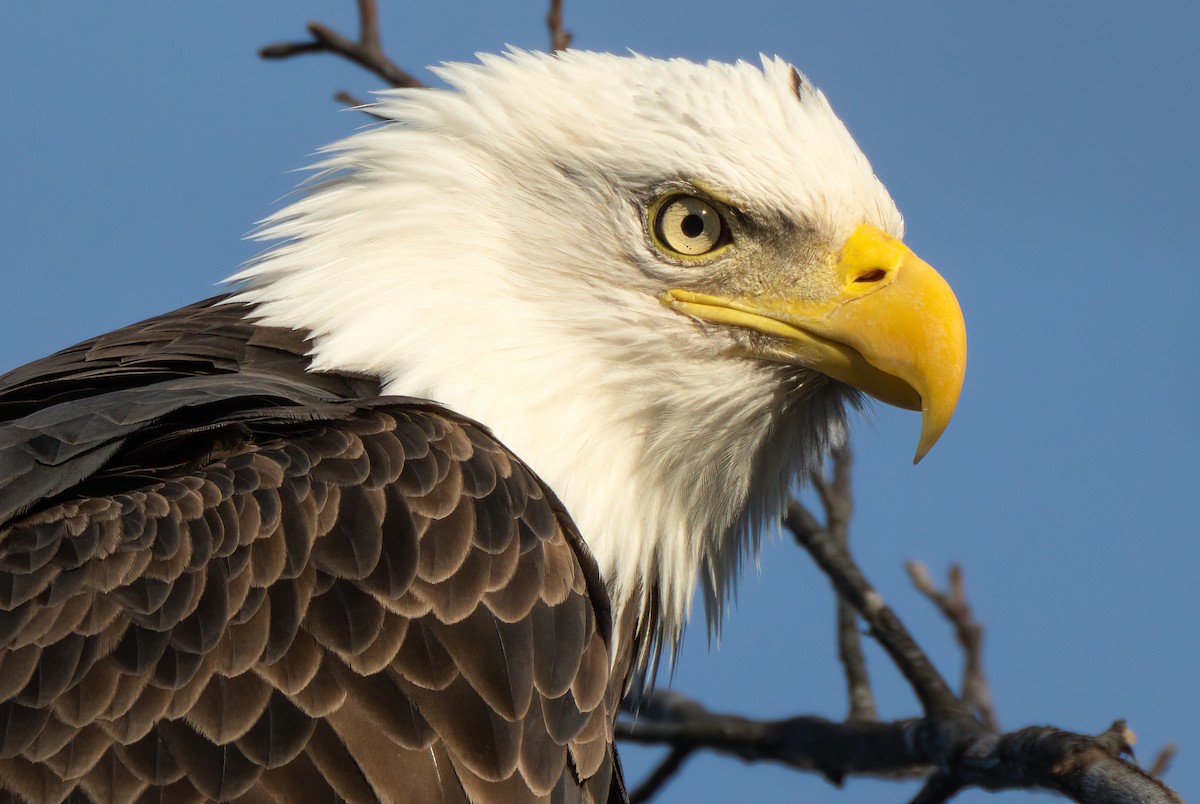 Bald Eagle - Peter F