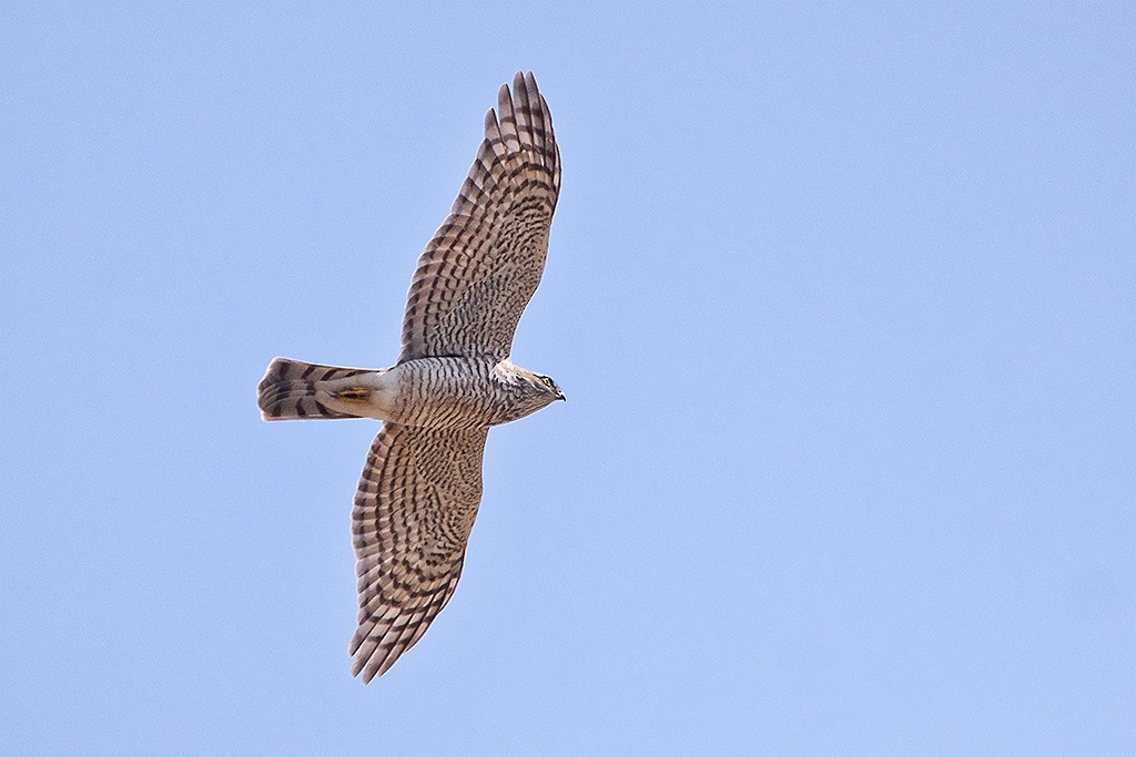 Eurasian Sparrowhawk - ML513185631
