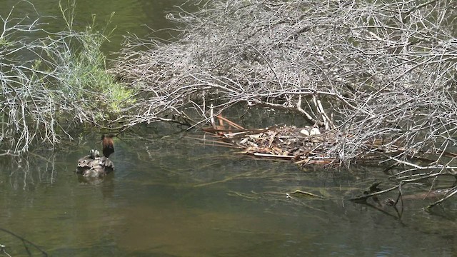 Great Crested Grebe - ML513187021