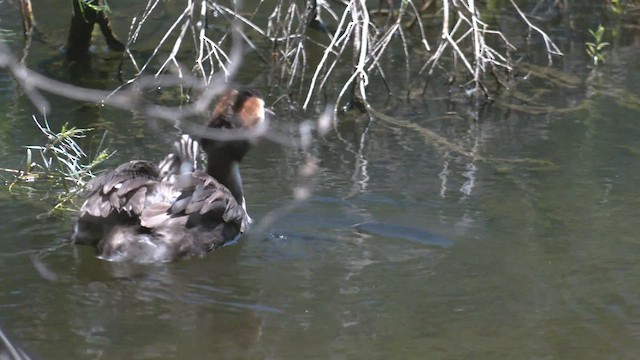 カンムリカイツブリ - ML513187051