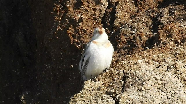 Пуночка снігова - ML513187511