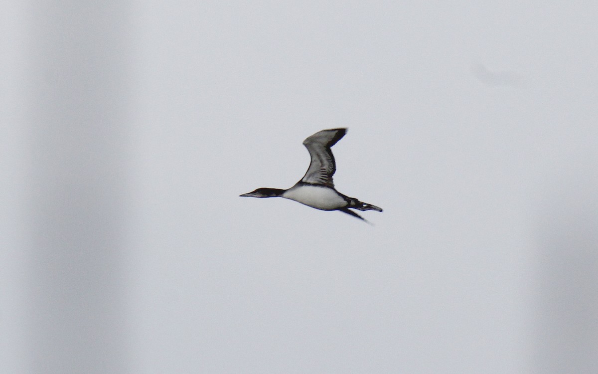 Common Loon - Clifford Rostek