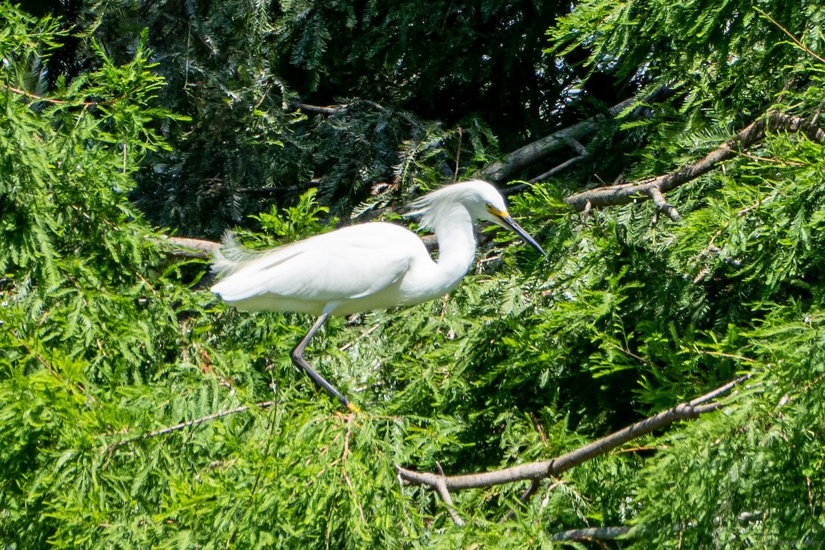 Snowy Egret - Breck Haining