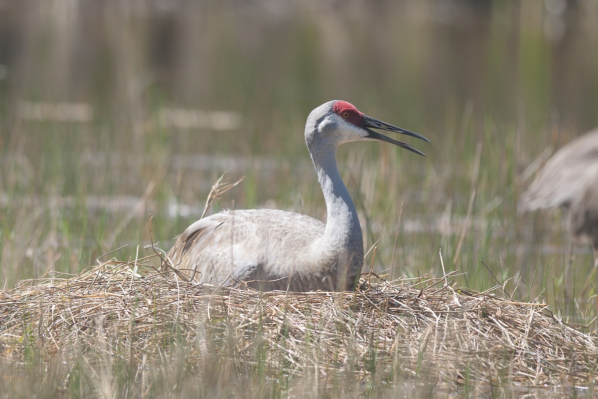 Sandhill Crane - Etienne Artigau🦩