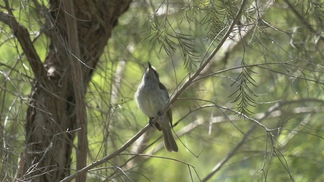 Brown Honeyeater - ML513189471