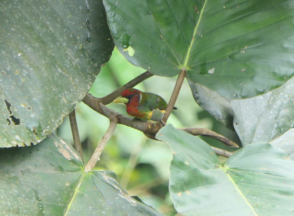 Red-headed Barbet - ML513192621