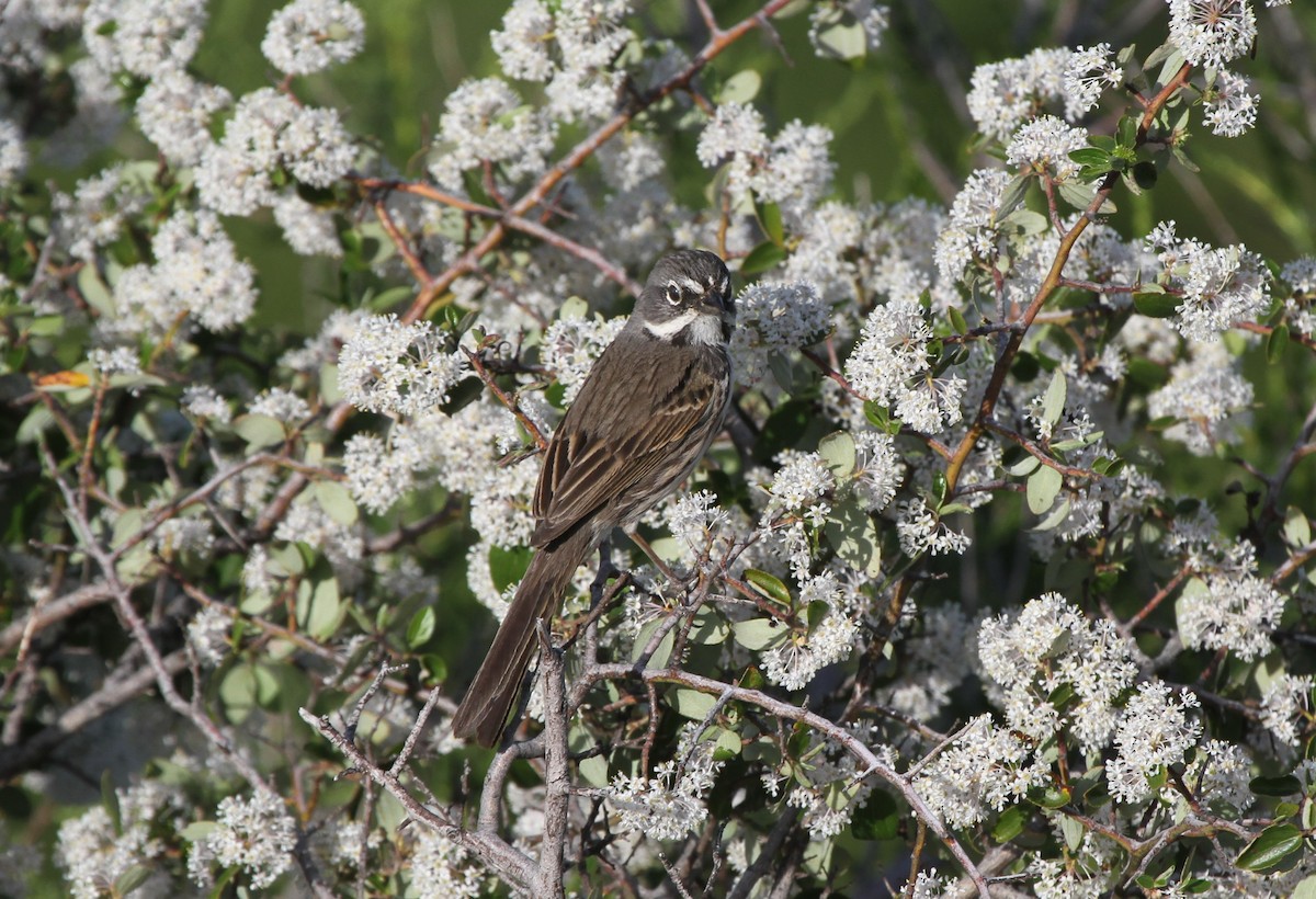 Bell's Sparrow (belli) - James (Jim) Holmes