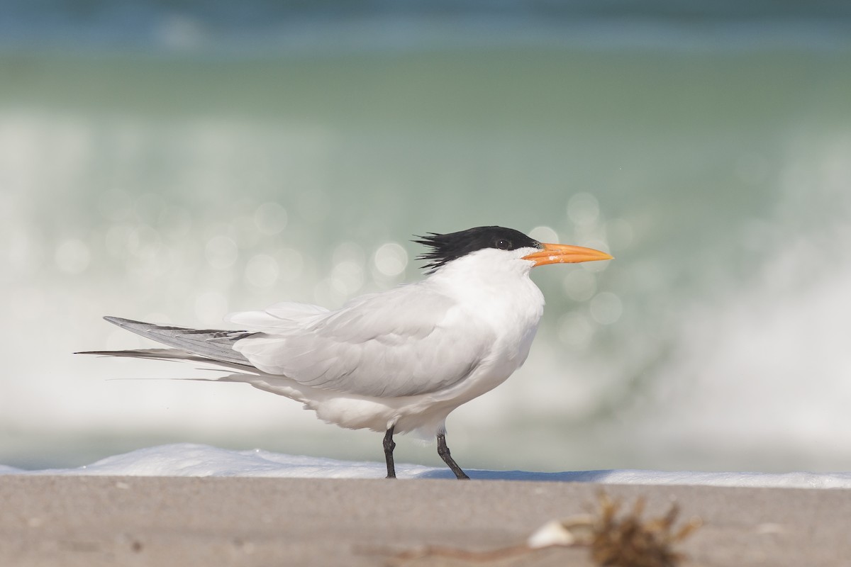 Royal Tern - Etienne Artigau🦩