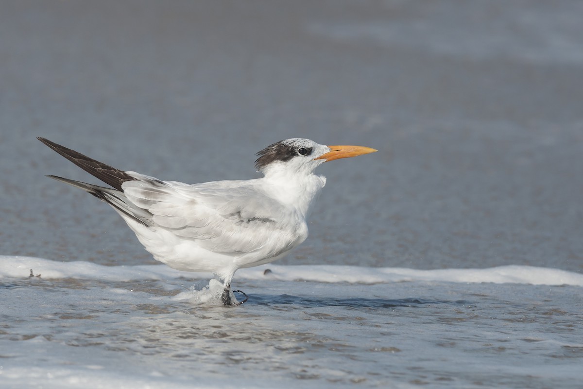 Royal Tern - Etienne Artigau🦩