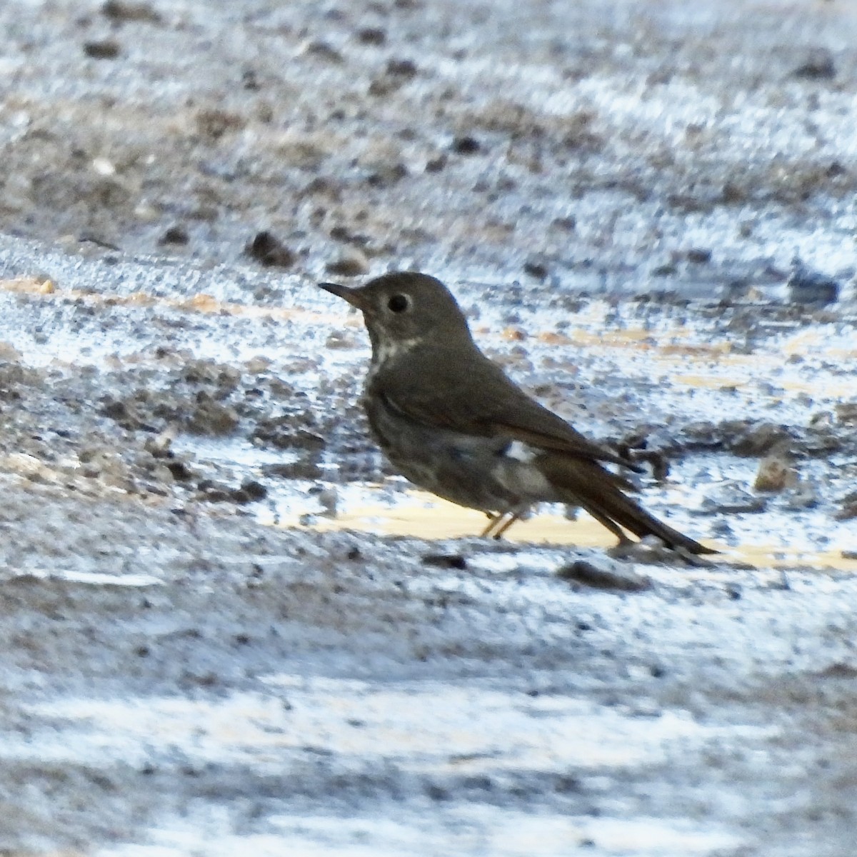 Hermit Thrush - Karen Long