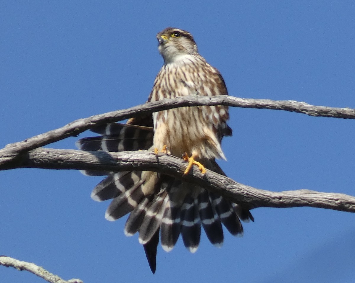 Merlin - ML513198171