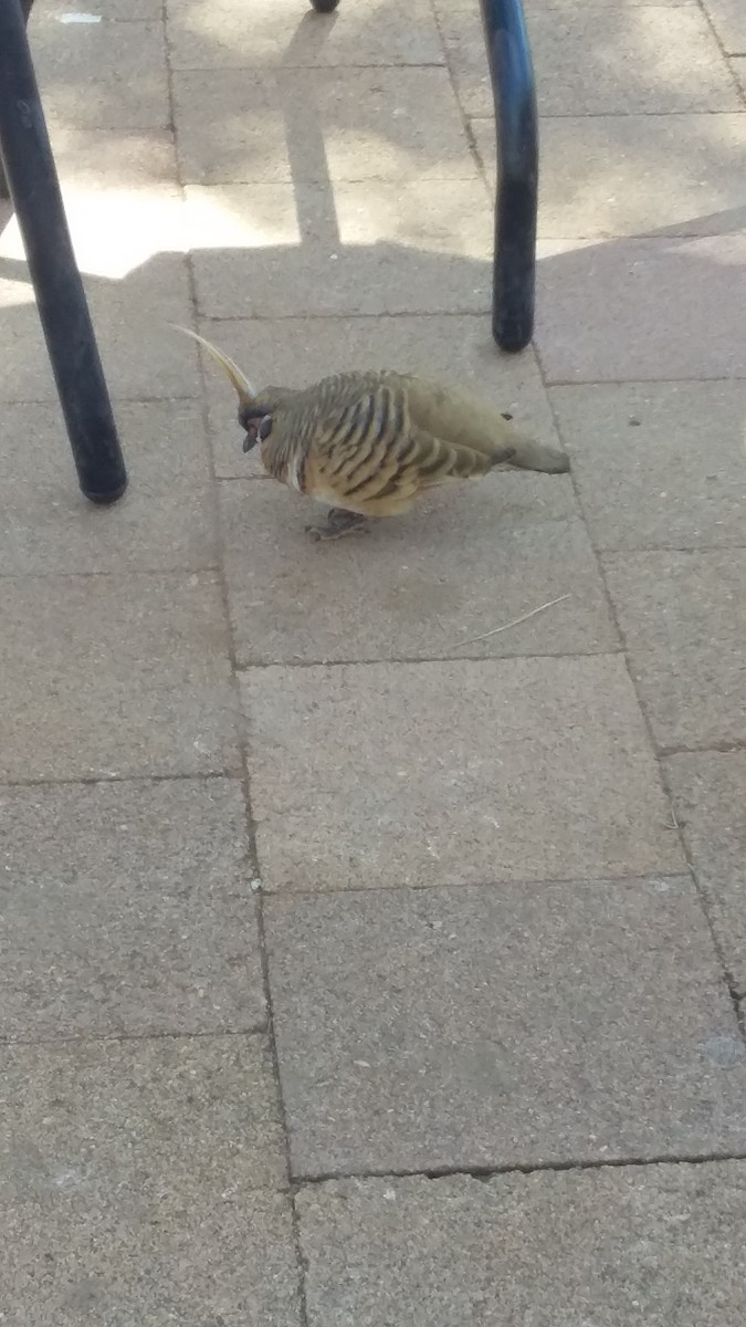 Spinifex Pigeon - ML513198421