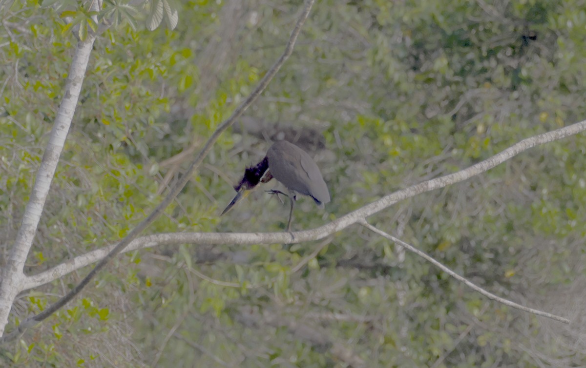 Rufescent Tiger-Heron - ML513199521