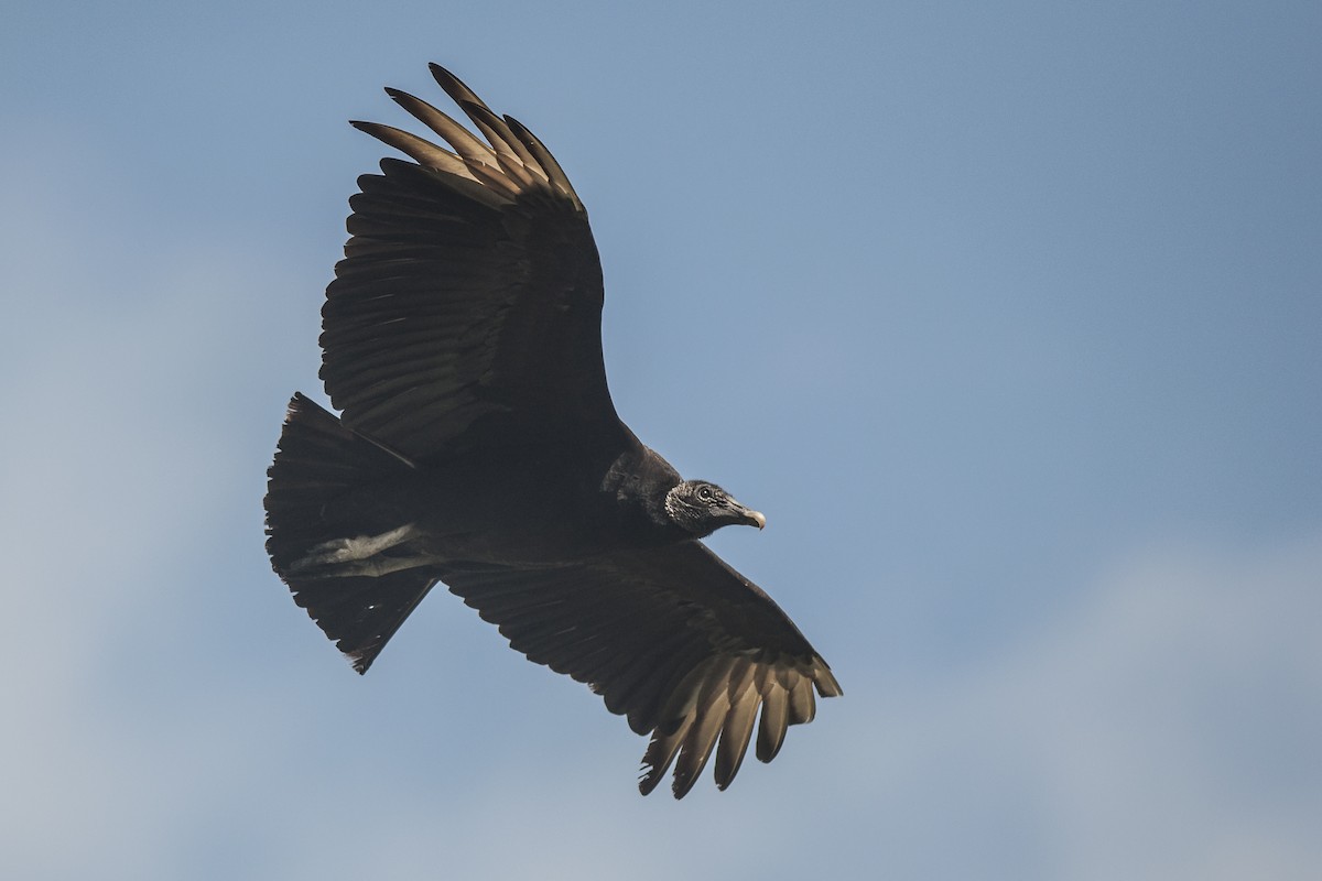 Black Vulture - ML51320011
