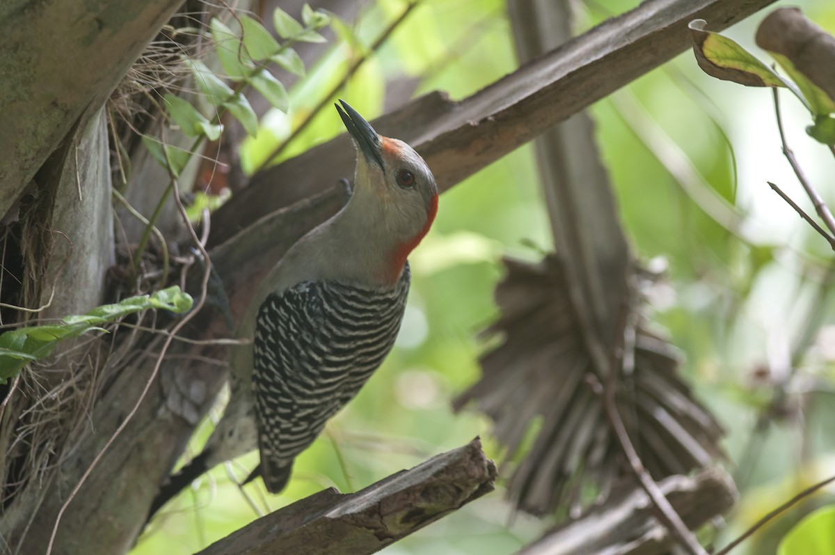 Red-bellied Woodpecker - ML51320081
