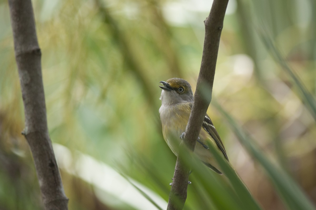 White-eyed Vireo - ML51320091