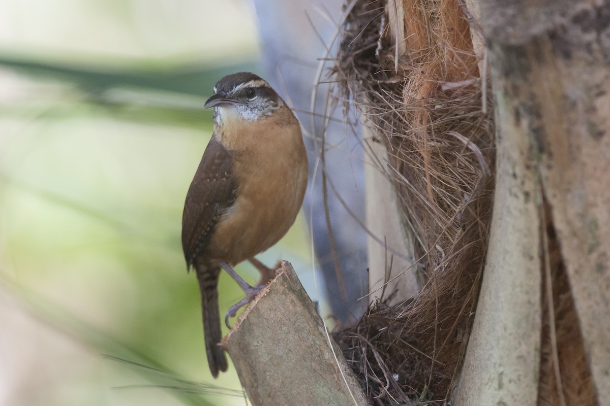 Carolina Wren - Etienne Artigau🦩