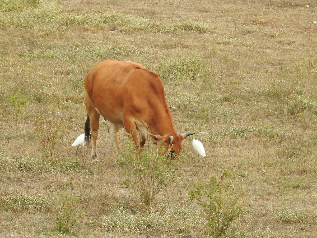 Eastern Cattle Egret - ML513201391