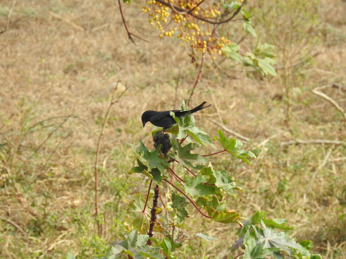 Black Drongo - ML513201411