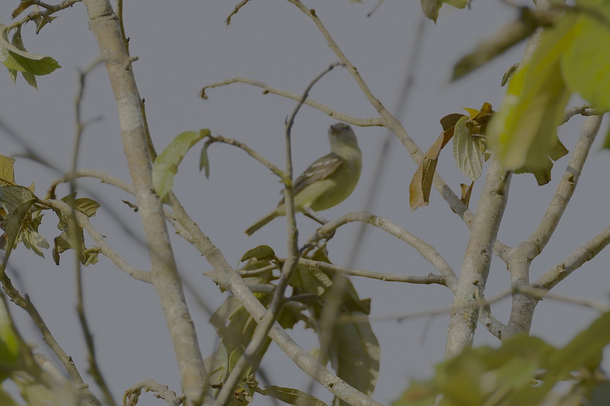 Thraupidae, unbestimmt (tanager sp.) - ML513201791