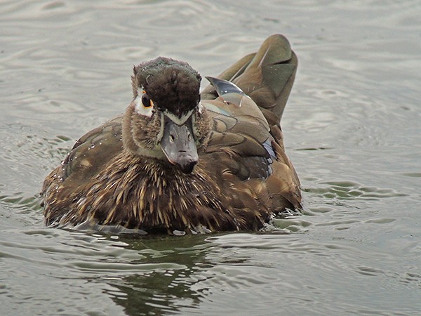 Wood Duck - ML51320301