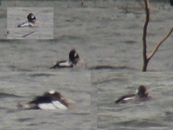 Bufflehead - ML51320391