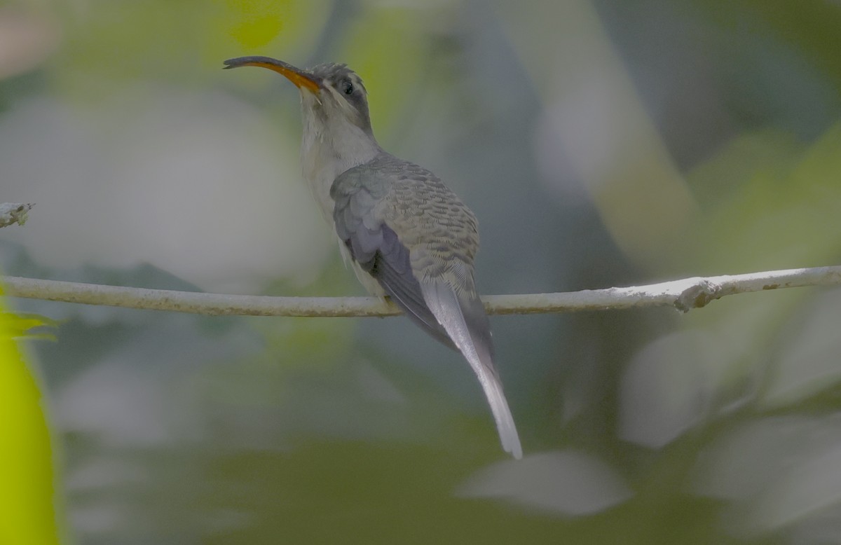 kolibřík dlouhozobý [skupina moorei] - ML513203921