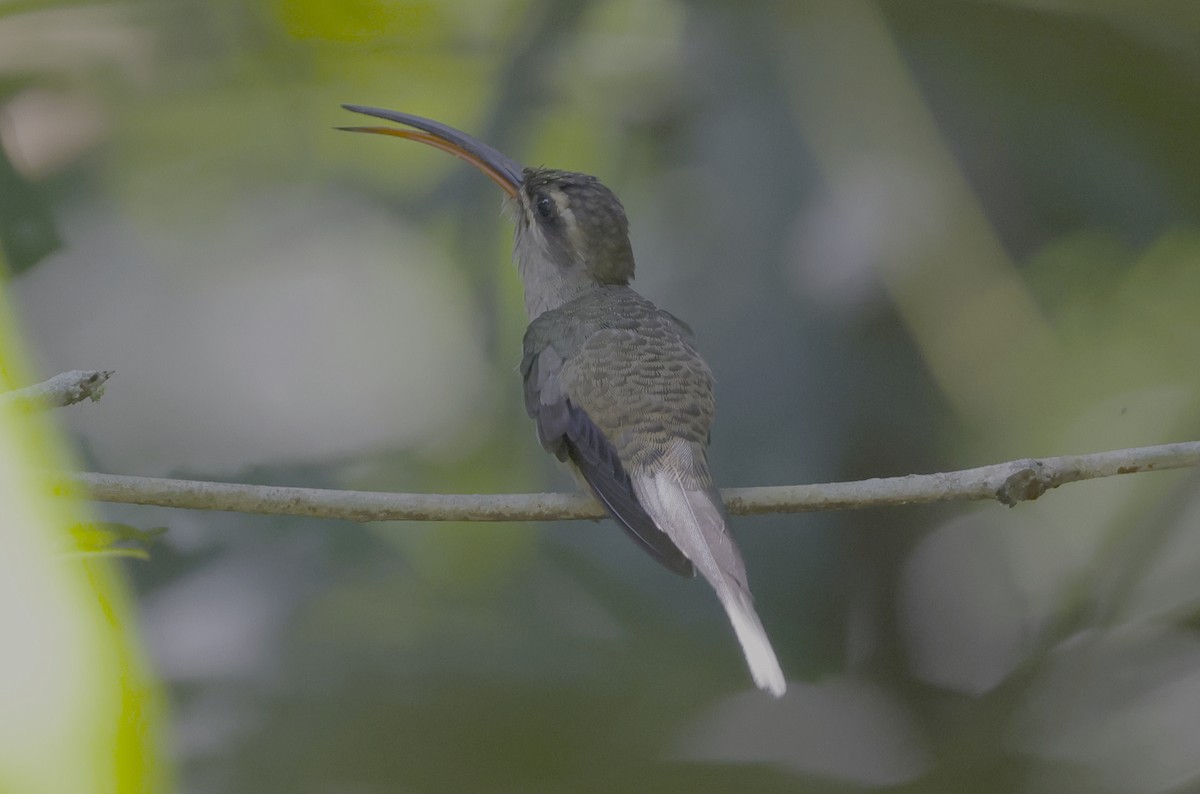kolibřík dlouhozobý [skupina moorei] - ML513203931