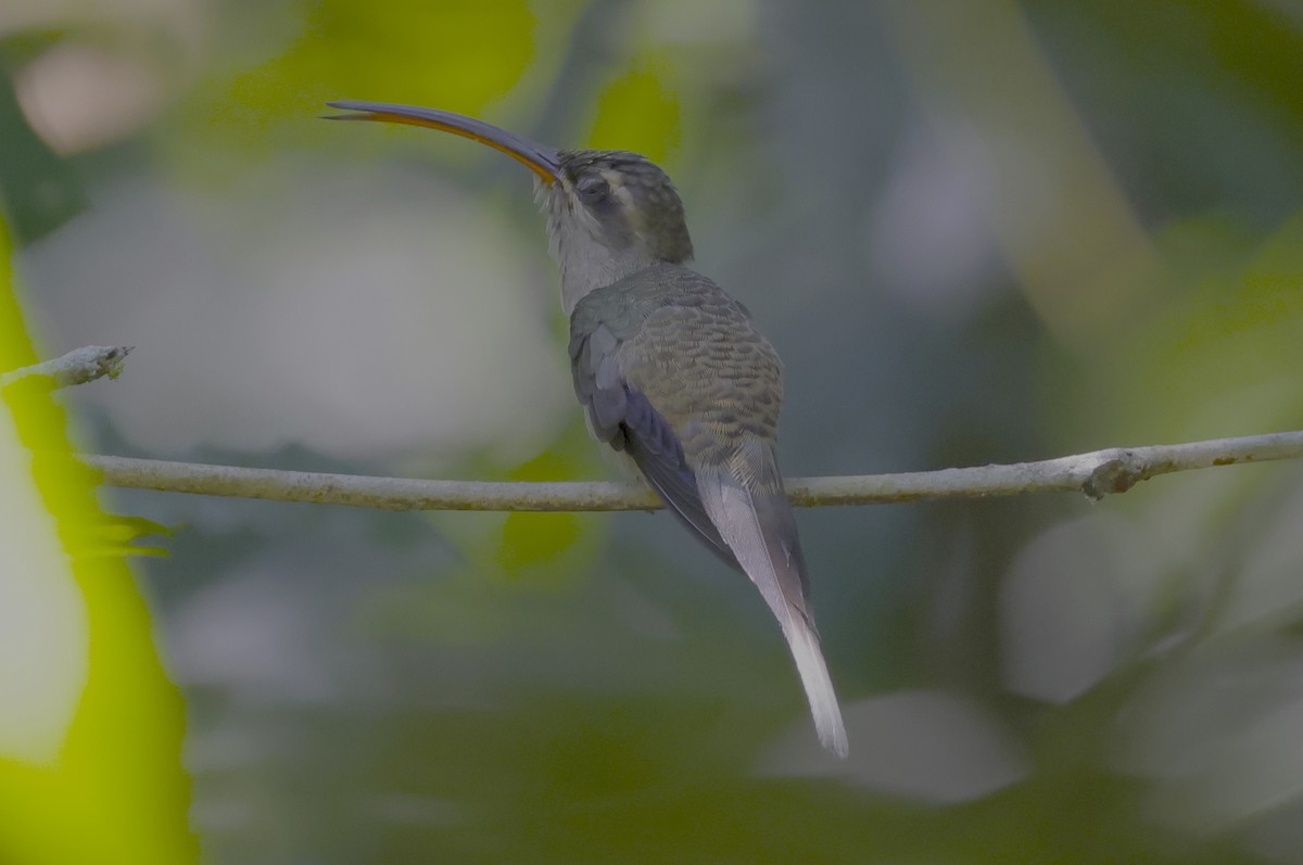 kolibřík dlouhozobý [skupina moorei] - ML513203941