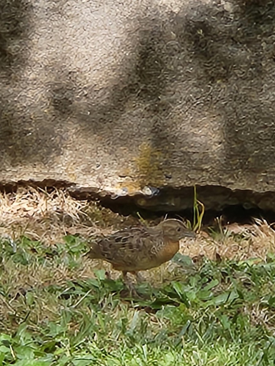 Red-chested Buttonquail - ML513204261