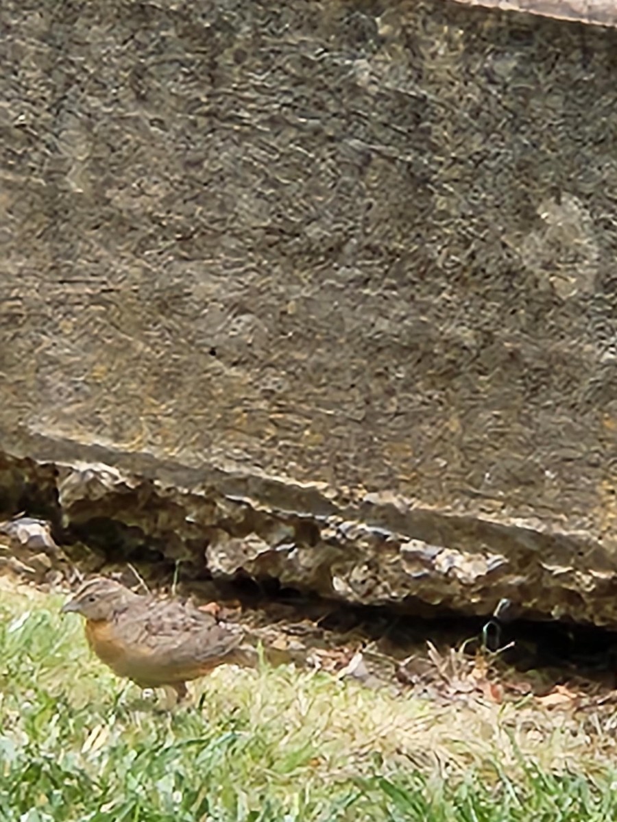 Red-chested Buttonquail - ML513204271