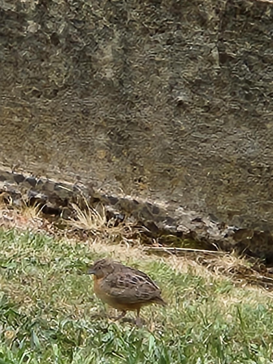 Red-chested Buttonquail - ML513204281