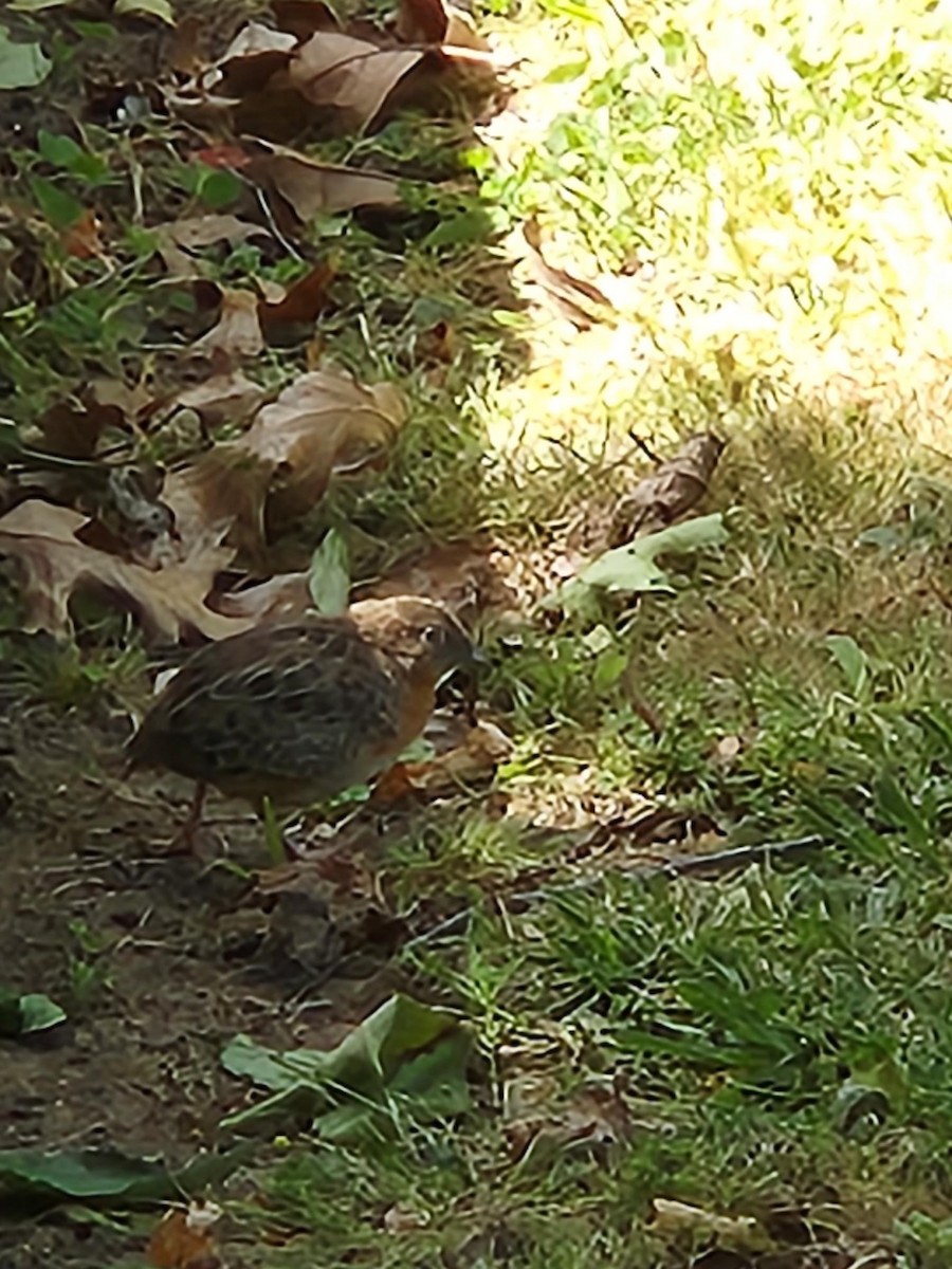 Red-chested Buttonquail - ML513204291