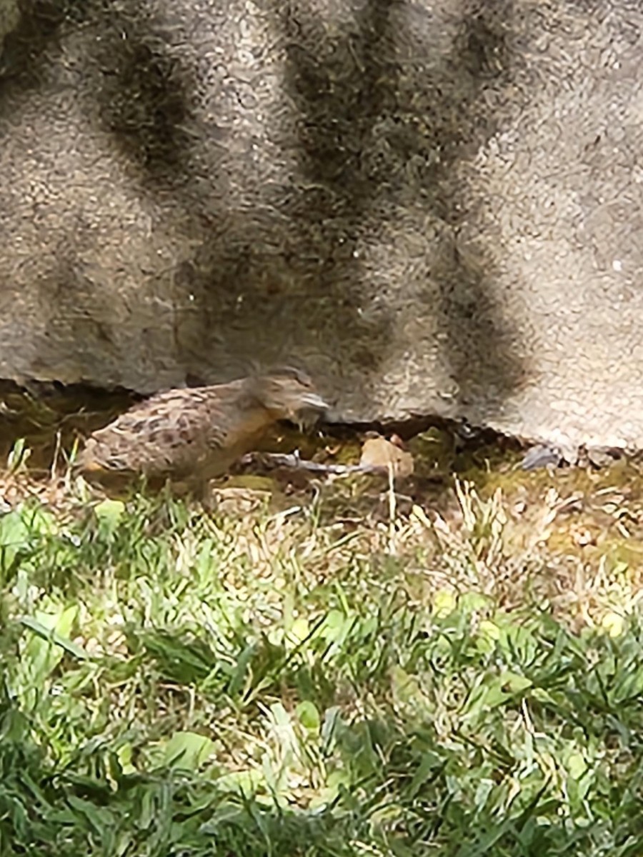 Red-chested Buttonquail - ML513204301