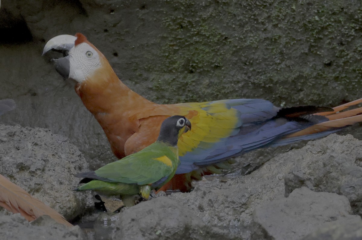 Orange-cheeked Parrot - ML513205611