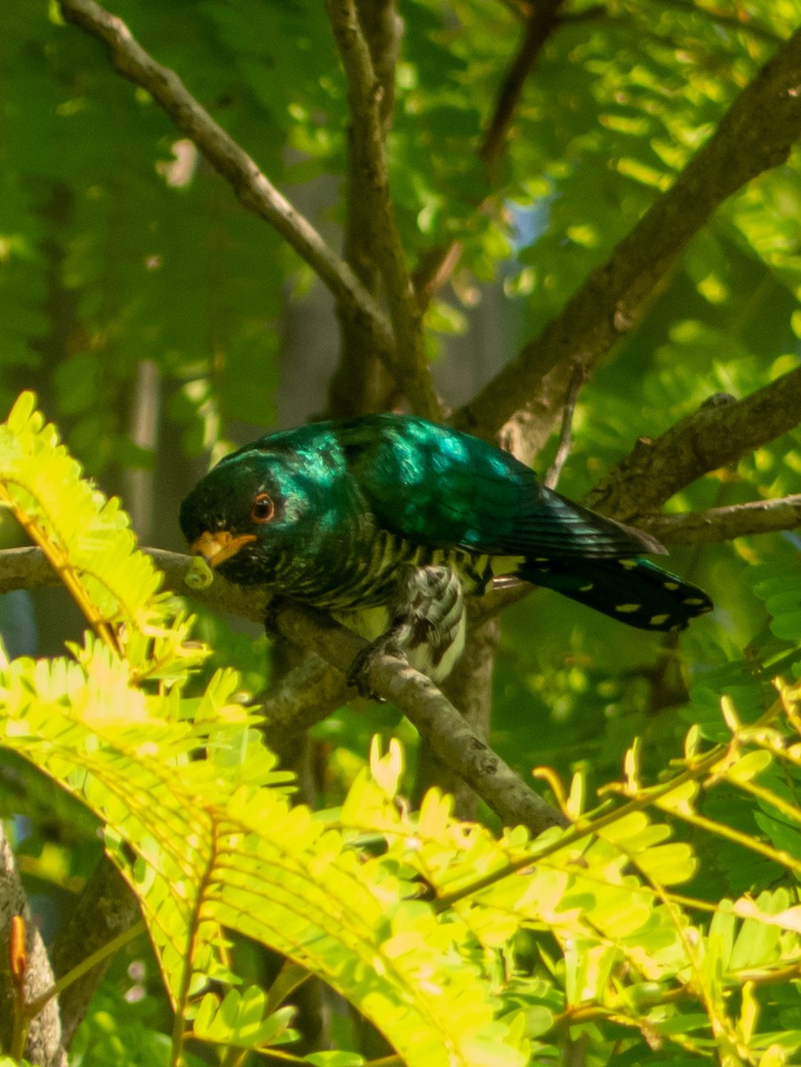 Asian Emerald Cuckoo - ML513206771