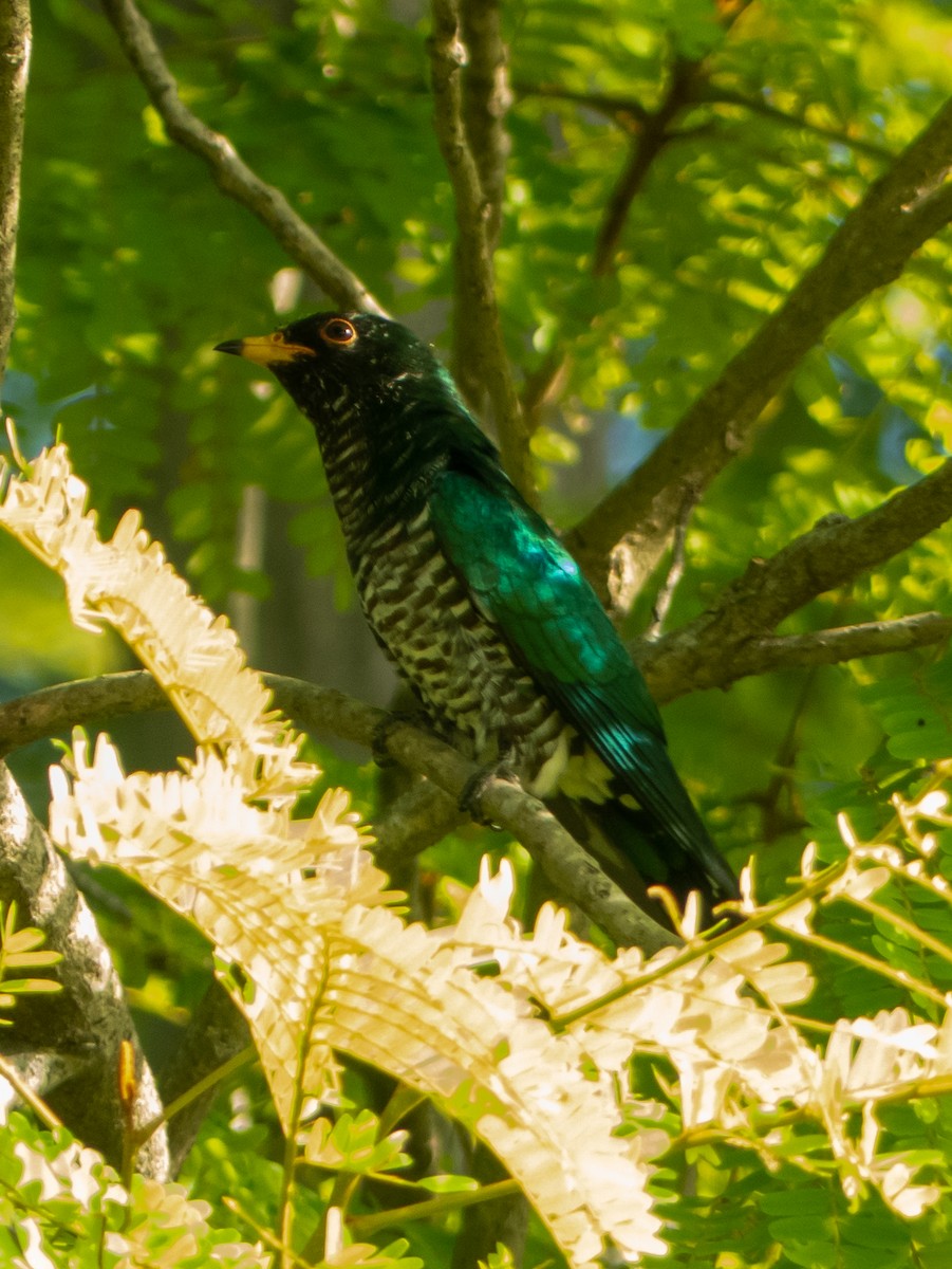 Asian Emerald Cuckoo - ML513206781