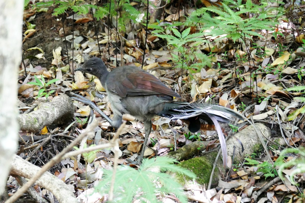 Superb Lyrebird - ML513206801