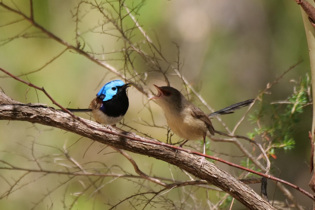 Variegated Fairywren - Jenny Stiles