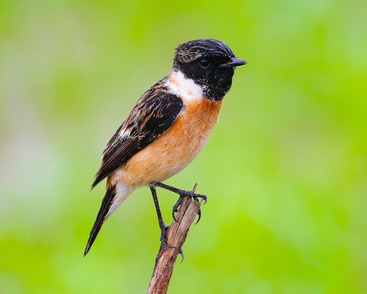 Amur Stonechat - ML513207931