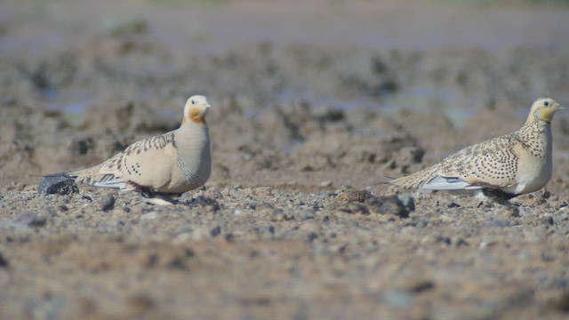 Pallas's Sandgrouse - ML513210581