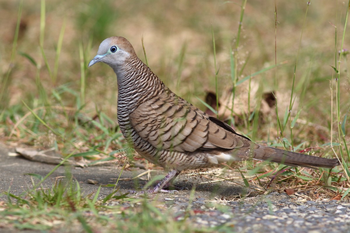 Zebra Dove - Meng-Chieh FENG