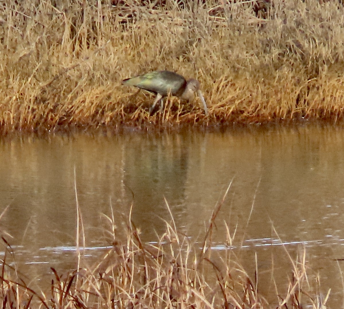 White-faced Ibis - ML513214541