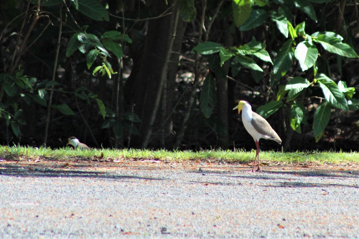 Masked Lapwing (Masked) - ML513216061