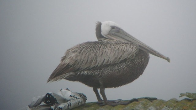 Бурый пеликан (californicus) - ML513216071