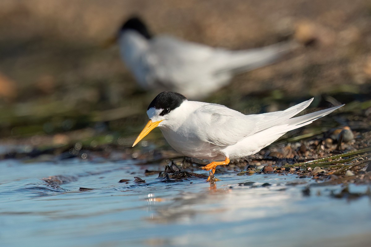 Australian Fairy Tern - ML513216531